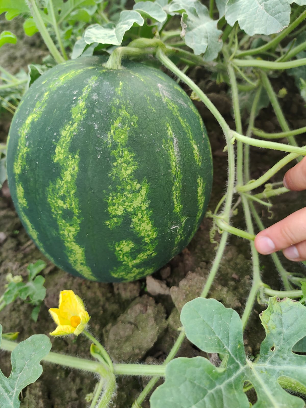 Uprawa arbuzów i melonów w Polsce czy się opłaca