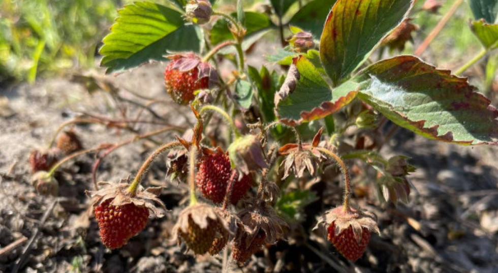 Wida Susz Na Plantacjach Truskawek I Krzew W Owocowych