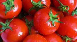 Mularscy inwestują w ogromną szklarnię pomidorów pod Opolem