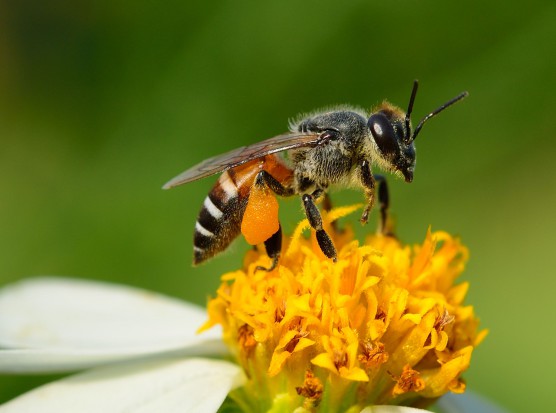 fot. shutterstock.com Producenci środków ochrony roślin chcą chronić owady zapylające