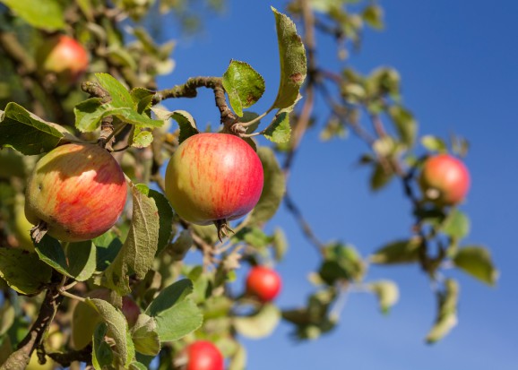 fot. shutterstock.com Syngenta rozszerza program Fruit Quality Contract w Polsce