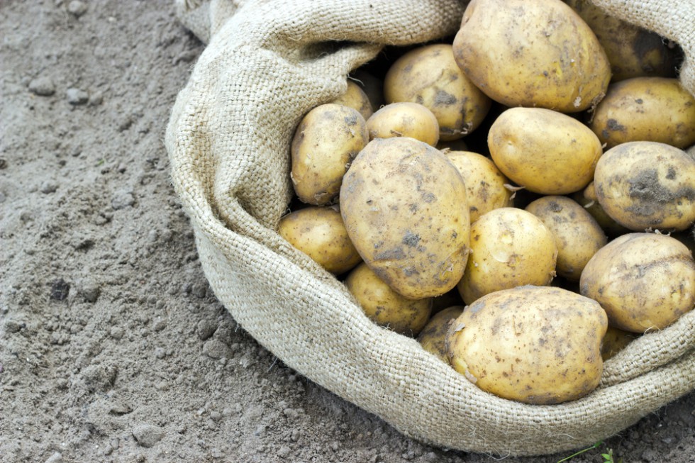 W Polsce uprawia się coraz mniej ziemniaków