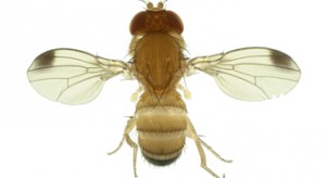 Drosophila suzukii – mała muszka, duży problem