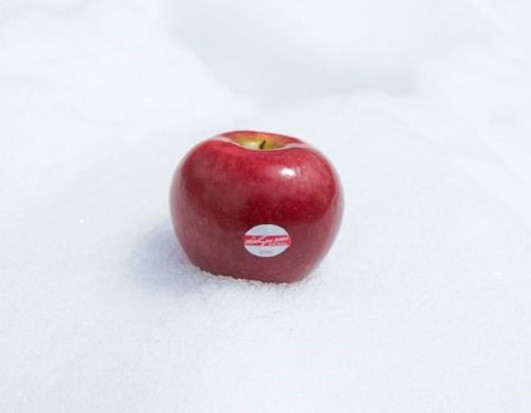 fot. crimsonsnow-apple.com "Karmazynowy śnieg" - nowa odmiana jabłek z długim okresem trwałości (zdjęcia)