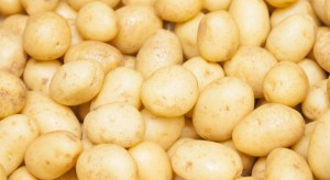 Spadnie powierzchnia uprawy ziemniaków