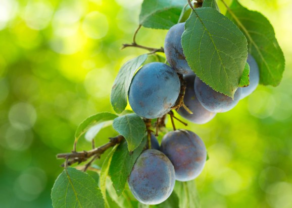 www.shutterstock.com Szarka - duże straty w produkcji śliw