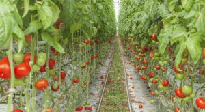 Polska firma chce zbudować szklarnie pomidorów w Rosji