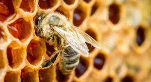 Podkarpackie: Podczas zimy wyginęło 10-15 proc. rodzin pszczelich
