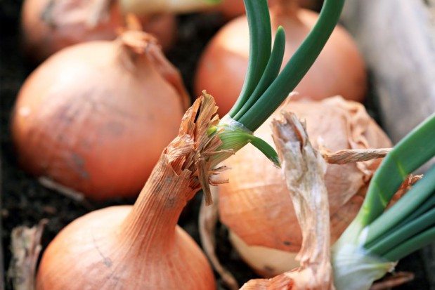 www.shutterstock.com Nawożenie cebuli w okresie wiosennym