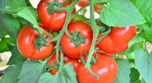 W 2015 r. wzrosną światowe zbiory pomidorów przemysłowych