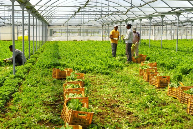 fot. shutterstock.com Nieludzkie warunki pracy na hiszpańskich plantacjach sałaty