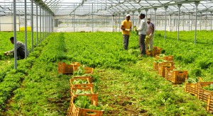 Nieludzkie warunki pracy na hiszpańskich plantacjach sałaty