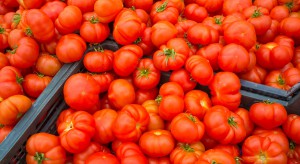 Ceny pomidorów w sieciach handlowych wahają się od 3,49 do 9,49 zł/kg