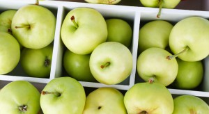 Zmalał eksport jabłek z Polski poza kraje UE