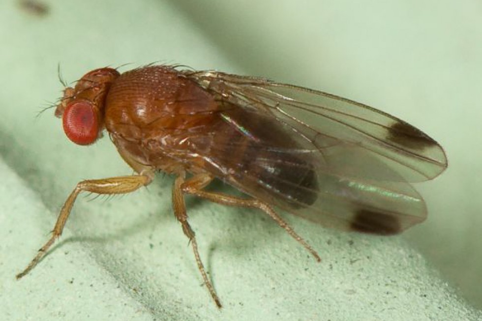 Groźna Drosophila suzuki dotarła do Polski