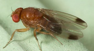 Groźna Drosophila suzuki dotarła do Polski