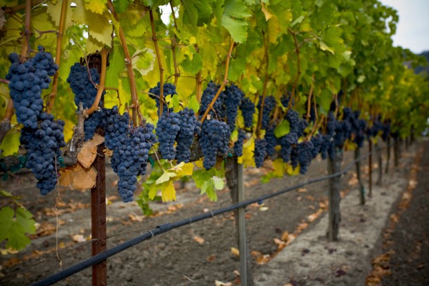 Winorośl pod osłonami może być uprawiana w Polsce na szeroką skalę - Owoce
