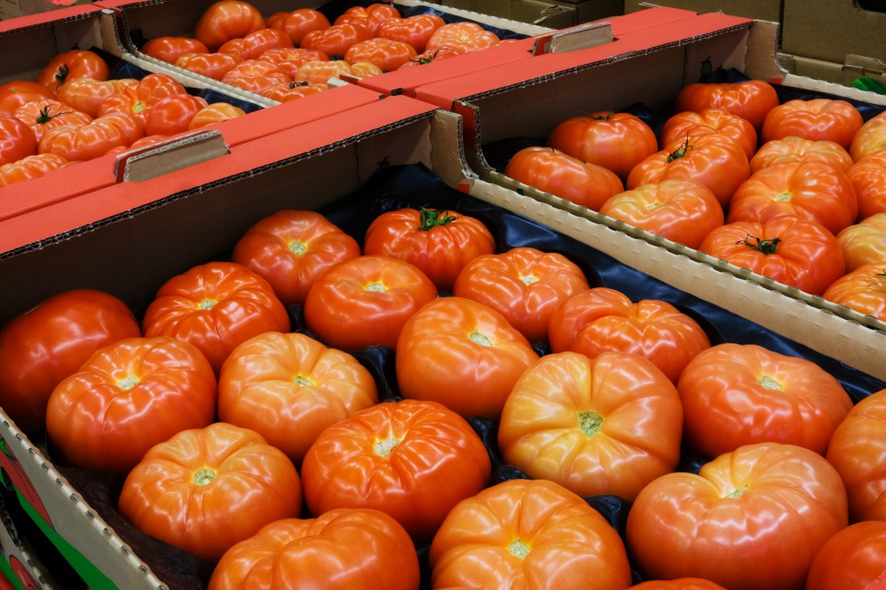 Znaczny spadek cen pomidorów na Ukrainie 