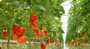 Producenci pomidorów tracą przez embargo. Walczą o wzrost spożycia w kraju