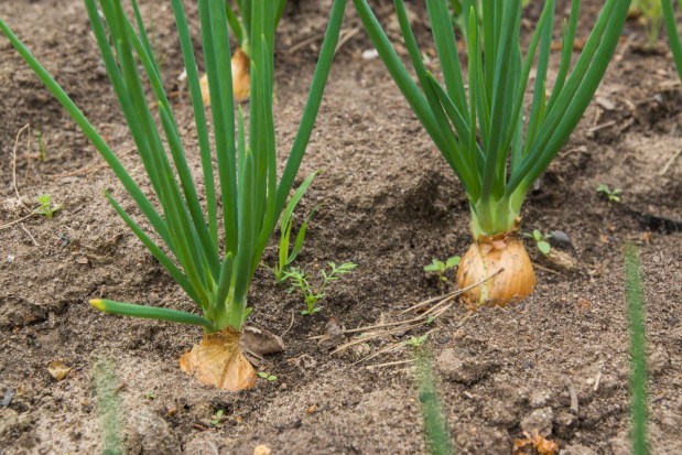 www.shutterstock.com Mączniak rzekomy cebuli - jak chronić plantację przed tą chorobą?