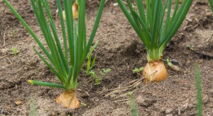 Mączniak rzekomy cebuli - jak chronić plantację przed tą chorobą?