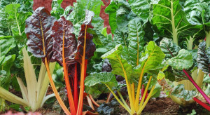 Burak liściowy - jak uprawiać to mało znane warzywo?