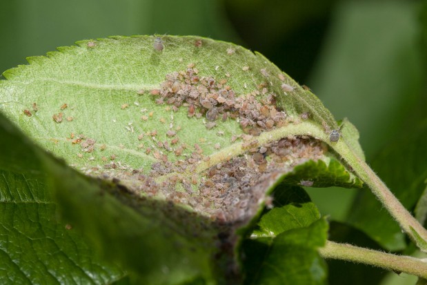 fot. Arysta LifeScience Mszyce, co roku, są poważnym zagrożeniem w sadach