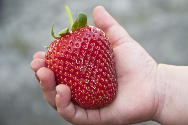 fot. shutterstock Truskawkowy gigant w gminie Pniewy