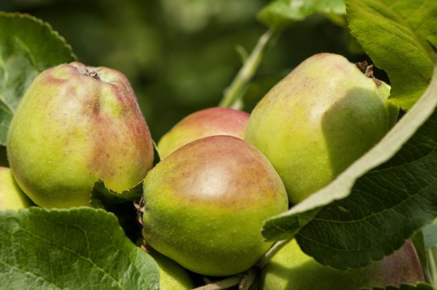 "Dokarmianie" jabłoni po opadzie czerwcowym