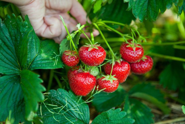 fot. shutterstock Udany sezon dla plantatorów truskawek z woj. łódzkiego