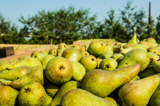 fot. shutterstock Ukraińscy producenci gruszek oczekują rekordowych zbiorów