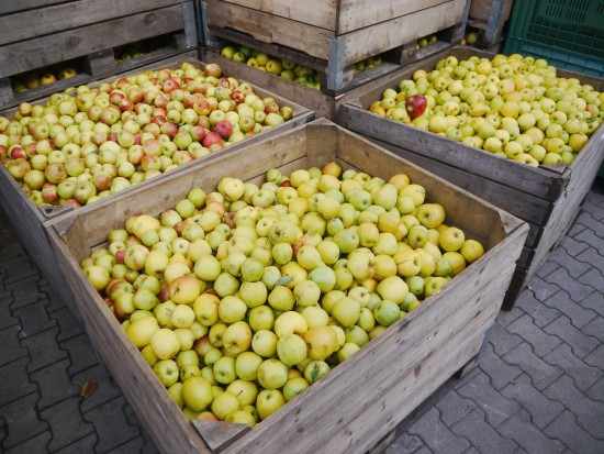 fot. shutterstock Zapasy jabłek w Polsce w czerwcu niższe niż przed rokiem