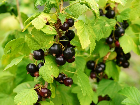 fot. shutterstock Plantatorzy czarnej porzeczki apelują do premier o działania stabilizujące rynek