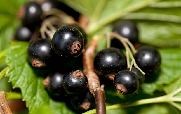 fot. shutterstock Plantatorzy czarnej porzeczki chcą zakładać własne przetwórnie