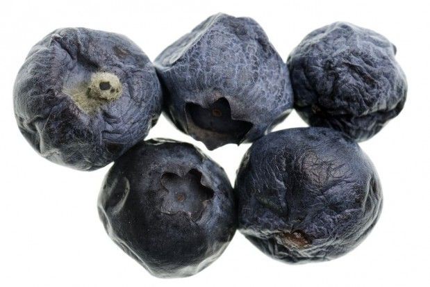 www.shutterstock.com Szara pleśń w uprawie borówki wysokiej. Jak efektywnie chronić plantację?