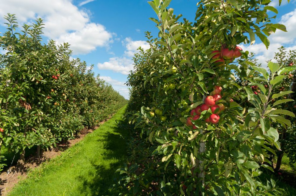 Letnie cięcie jabłoni w sadzie