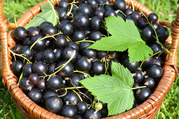 fot. shutterstock Plantatorzy czarnej porzeczki będą protestowali pod kancelarią premiera