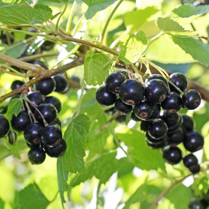 Produkcja czarnych porzeczek w Polsce staje się nieopłacalna. Jeśli nic się nie zmieni plantatorzy będą zmuszeni do usuwania plantacji; fot. shutterstock Produkcja czarnych porzeczek w Polsce może się załamać