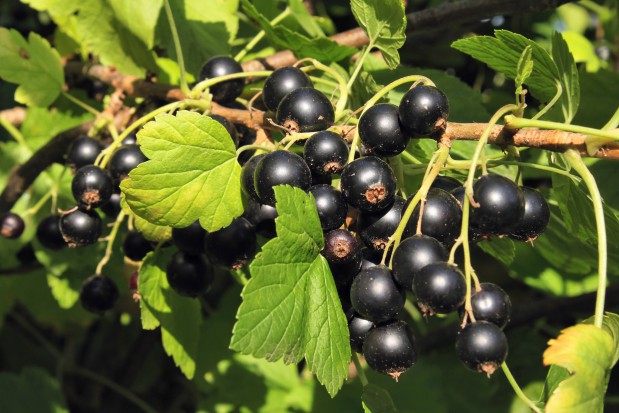Zbiór czarnej porzeczki w tym roku się nie opłaca; fot. shutterstock Plantatorzy porzeczki ze świętokrzyskiego nie będą zbierać plonów