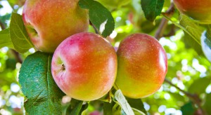 Rusza sezon zbiorów wczesnych odmian jabłek 