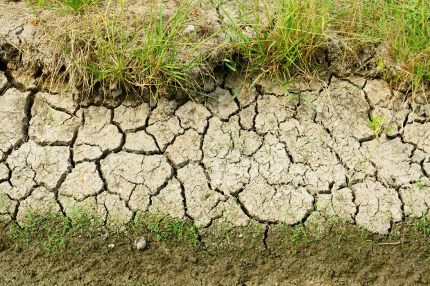 IUNG PIB w Puławach nie stwierdza zagrożenia wystąpienia suszy rolniczej na obszarze Polski/ fot. shutterstock Zagrożenie suszą minęło?