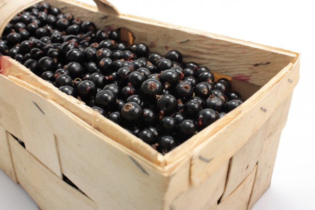 Rolnik ze Świdnika rozdawał porzeczki na targu za darmo, żeby pokazać jak jest źle/ fot. shutterstock Rolnik ze Świdnika rozdawał porzeczki ze swojej plantacji