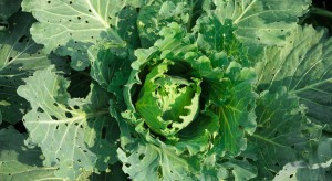 Szkodniki warzyw w uprawie polowej i pod osłonami - jak je zwalczać?
