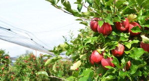 Jak zadbać o odpowiednią wielkość jabłek w obecnym sezonie?