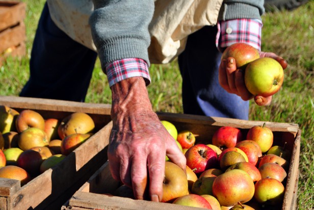 Według szacunków GUS zbiory owoców z drzew będą rekordowe i wyniosą ponad 3,7 mln t/ fot. shutterstock GUS: Zapowiadają się kolejne rekordowe zbiory owoców
