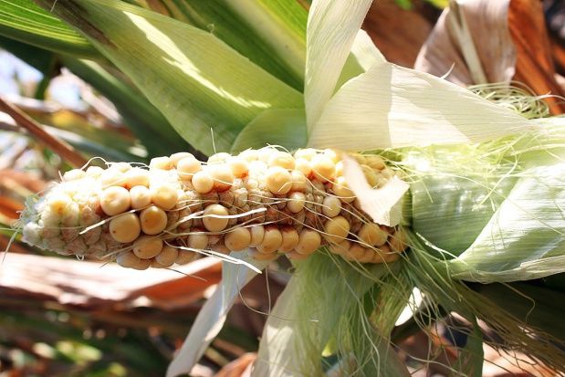 rak opadów oraz wysokie temperatury zaburzały i osłabiały pylenie kukurydzy/ fot. farmer.pl Susza spowodowała słabe wykształcenie kolb kukurydzy w uprawach