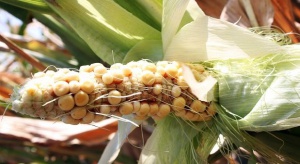 Susza spowodowała słabe wykształcenie kolb kukurydzy w uprawach