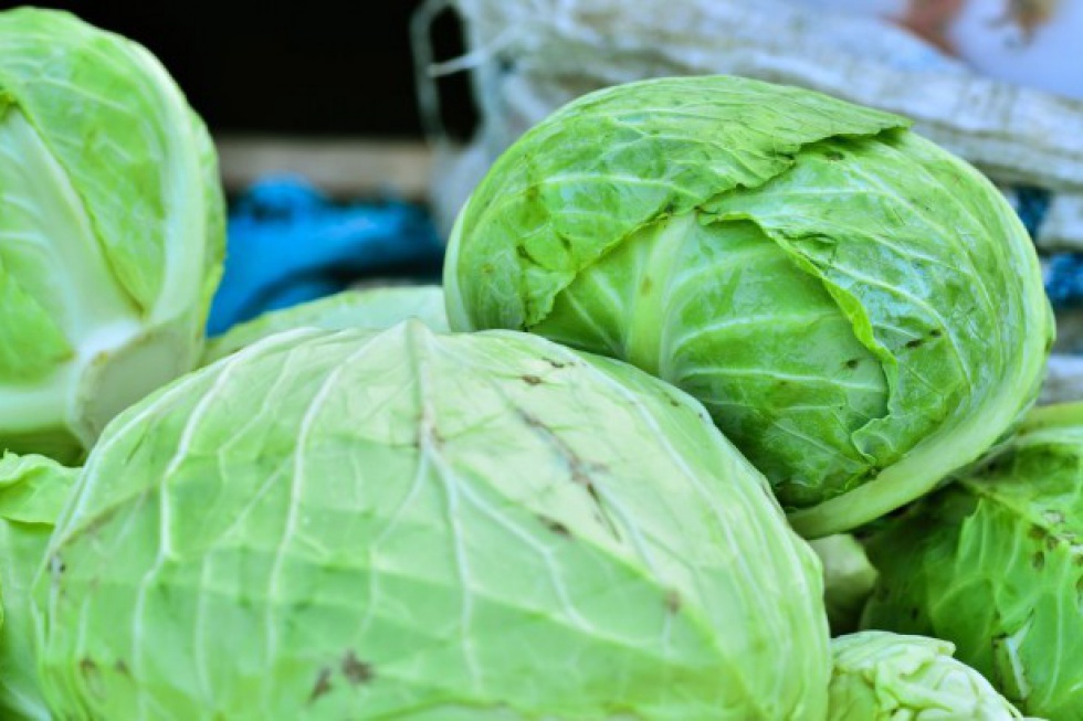 Susza wpłynęła na niską podaż i wysokie ceny białej kapusty