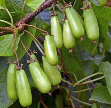 Owoce Actinidii kolomikta 'Vitakola'/ fot. www.zszp.pl/ Actinidia kolomikta Vitakola - nowa wczesna odmiana