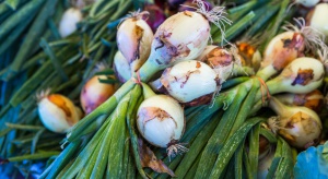 Cebula kartoflanka – warto postawić na uprawę mniej znanych warzyw cebulowych